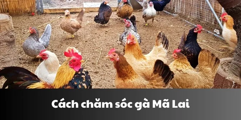 Cách Chăm Sóc Gà Mã Lai | Nuôi Đúng Để Chiến Kê Đá Khỏe