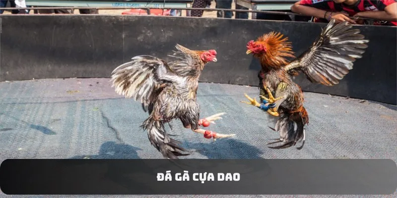 Đá Gà Cựa Dao - Hình Thức Giải Trí Mới Được Ưa Chuộng