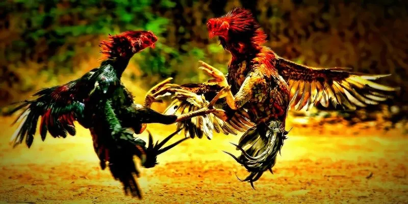 Chơi Gà Thomo - Tìm Hiểu Luật Chơi Và Thông Tin Thú Vị