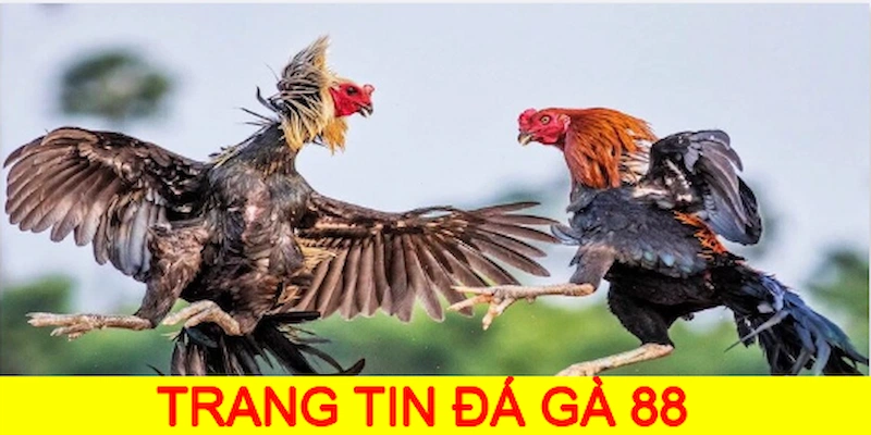 Đá Gà 88 - Bùng Cháy Không Khí Đấu Trường Sôi Động Cuối 2024