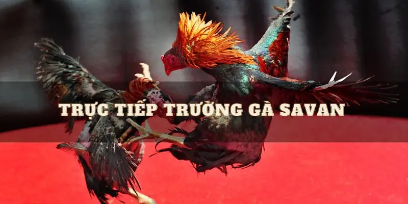 Trực Tiếp Đá Gà Savan - Đặt Cược Chiến Kê Nhận Thưởng Lớn
