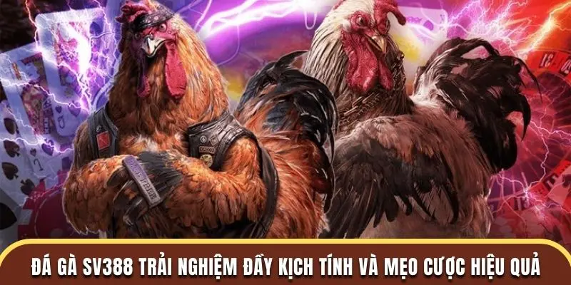 Đá Gà SV388 Trải Nghiệm Đầy Kịch Tính Và Mẹo Cược Hiệu Quả
